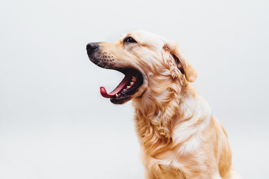 6 Things You Didn’t Know About Your Dog’s Behavior and What They Mean